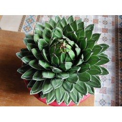 Grosse Agave victoria regina