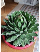 Grosse Agave victoria regina