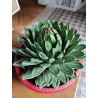 Grosse Agave victoria regina