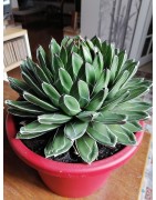 Grosse Agave victoria regina
