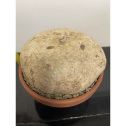 Raphionacme burkei n°9