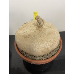 Raphionacme burkei n°10