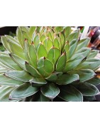 Grosse Agave victoria regina