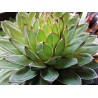 Grosse Agave victoria regina