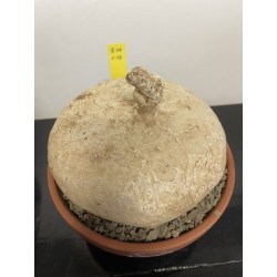 Raphionacme burkei n°10