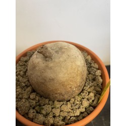 Merremia holubii n°2