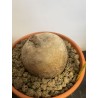 Merremia holubii n°2