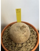Merremia holubii n°2