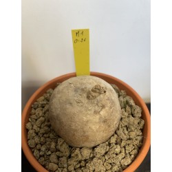 Merremia holubii n°2