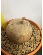 Merremia holubii n°2