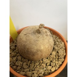 Merremia holubii n°2