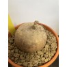 Merremia holubii n°2