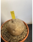 Merremia holubii n°1