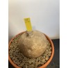 Merremia holubii n°1