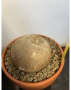 Merremia holubii n°1