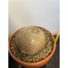 Merremia holubii n°1