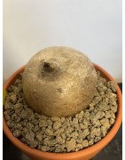 Merremia holubii n°1