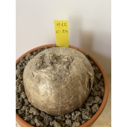 Merremia holubii n°12