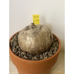 Merremia holubii n°12