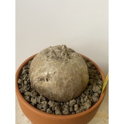 Merremia holubii n°12