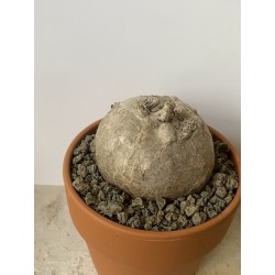 Merremia holubii n°12