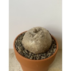 Merremia holubii n°12
