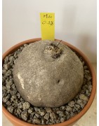 Merremia holubii n°10
