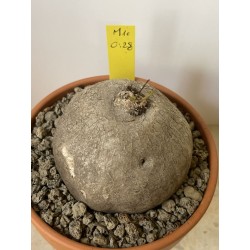 Merremia holubii n°10