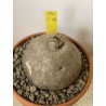 Merremia holubii n°10