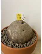 Merremia holubii n°10