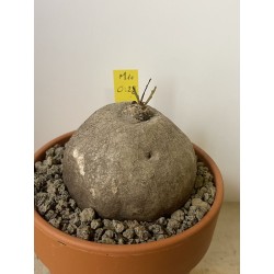 Merremia holubii n°10
