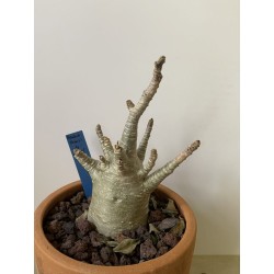 Adenium arabicum n°4