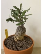 Fockeas edulis n°1