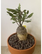 Fockeas edulis n°1