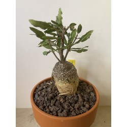 Fockeas edulis n°1