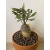 Fockeas edulis n°1