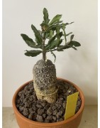 Fockeas edulis n°1