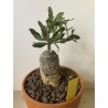 Fockeas edulis n°1