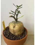 Fockeas edulis n°2