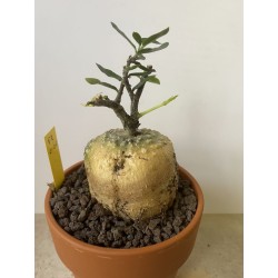 Fockeas edulis n°2