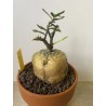 Fockeas edulis n°2