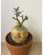 Fockeas edulis n°2