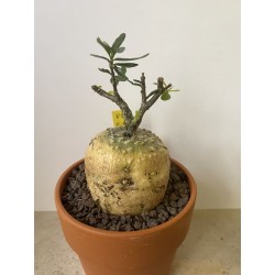 Fockeas edulis n°2