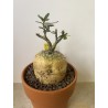 Fockeas edulis n°2