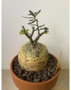 Fockeas edulis n°2