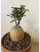 Fockeas edulis n°3
