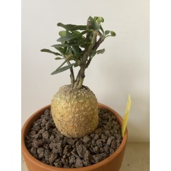 Fockeas edulis n°3