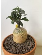 Fockeas edulis n°3