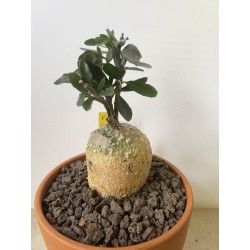 Fockeas edulis n°3