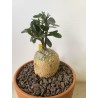 Fockeas edulis n°3